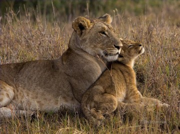 Animaux œuvres - Lion bébé avec la mère